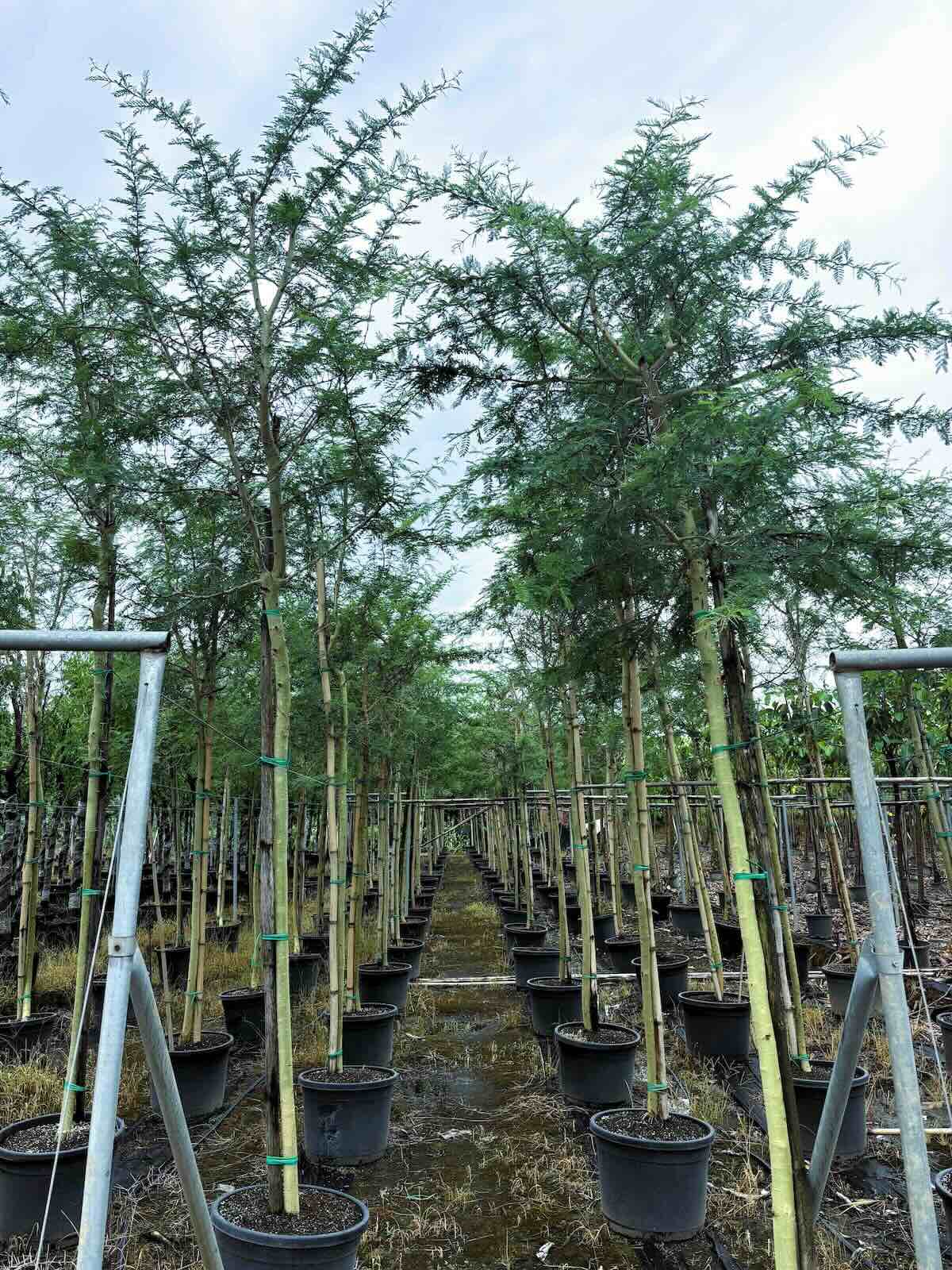 info-block-thumbnail